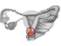 Female body internal part: cervix