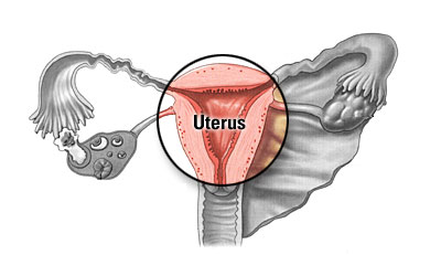 Female body parts: uterus